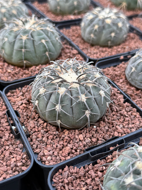 Gymnocalycium catamarcense