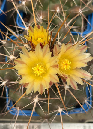 Thelocactus conothelos var. flavus