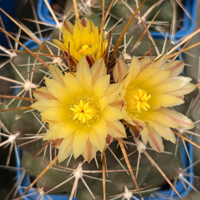 Thelocactus conothelos var. flavus
