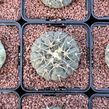 Gymnocalycium catamarcense