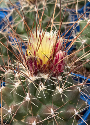 Thelocactus conothelos var. flavus