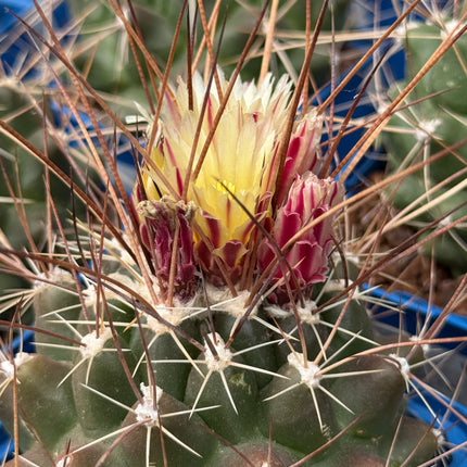 Thelocactus conothelos var. flavus