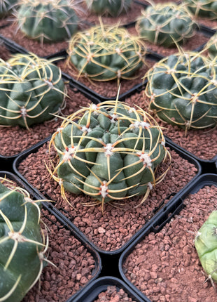 Gymnocalycium monvillei