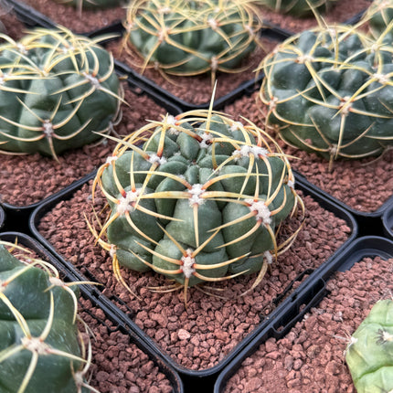Gymnocalycium monvillei