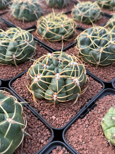 Gymnocalycium monvillei