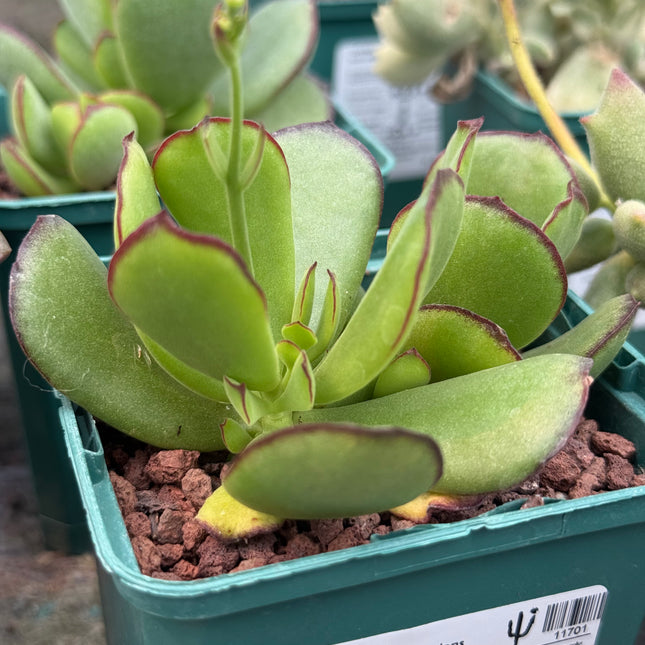 Cotyledon adscendens