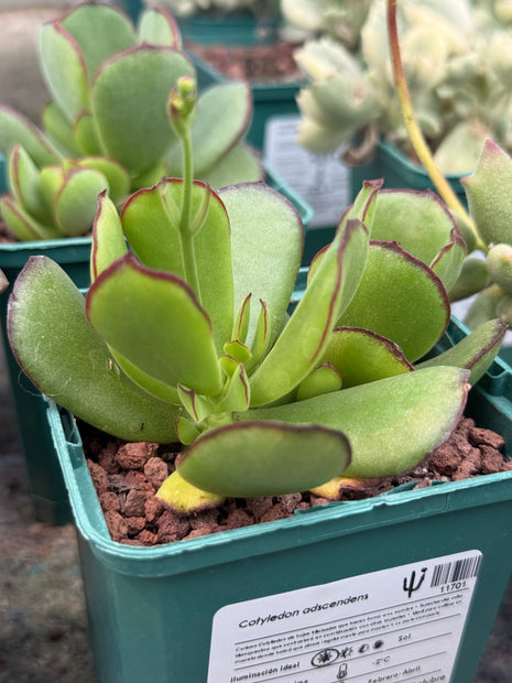 Cotyledon adscendens