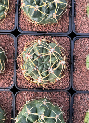 Gymnocalycium monvillei