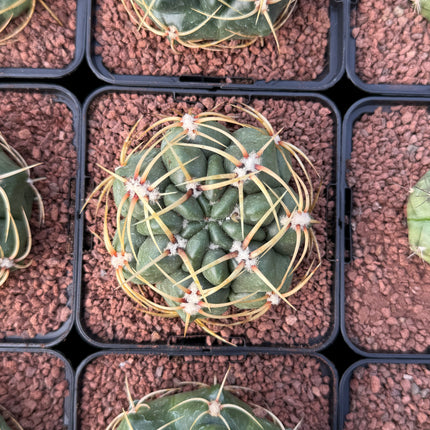 Gymnocalycium monvillei
