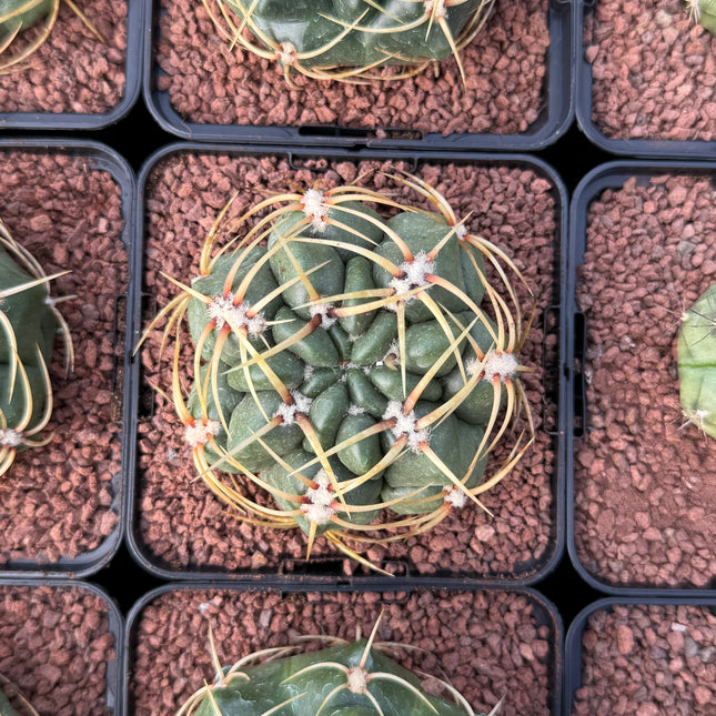 Gymnocalycium monvillei