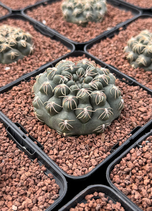 Gymnocalycium Robustum-Campestre Fr. HOYOS SP