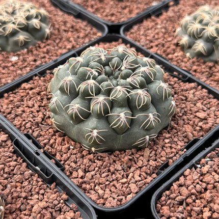 Gymnocalycium Robustum-Campestre Fr. SP de hoyos