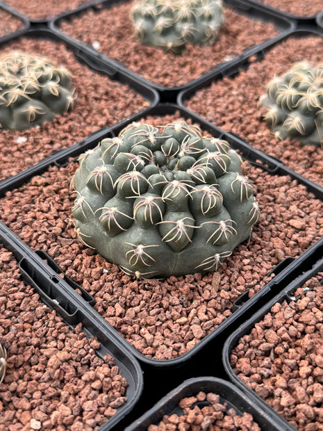 Gymnocalycium Robustum-Campestre Fr. SP de hoyos