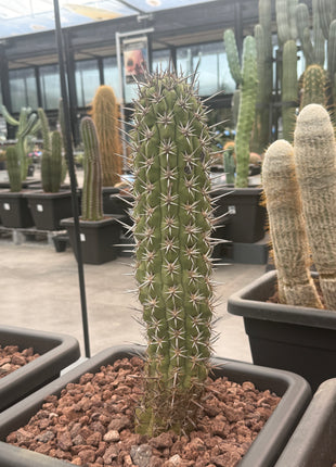 Trichocereus chiloensis