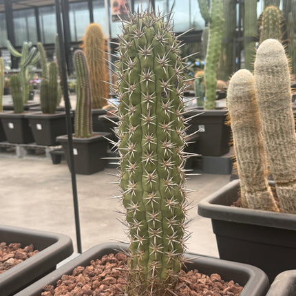 Trichocereus chiloensis
