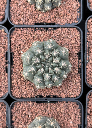 Gymnocalycium Robustum-Campestre Fr. HOYOS SP