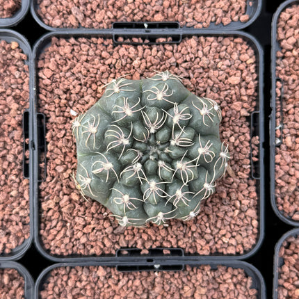 Gymnocalycium Robustum-Campestre Fr. SP de hoyos