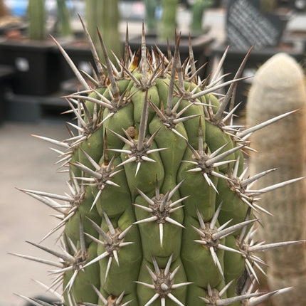 Trichocereus chiloensis