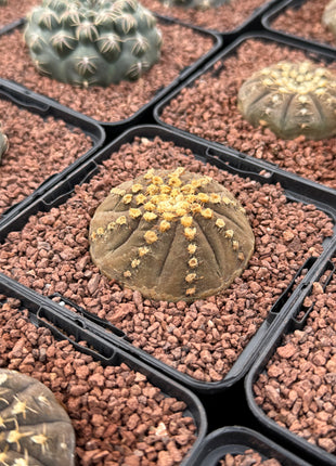 Gymnocalycium pseudoragonesei