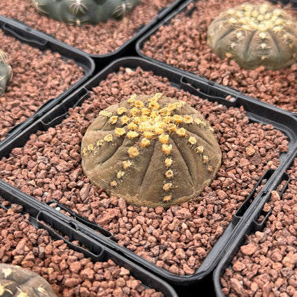 Gymnocalycium pseudoragonesei