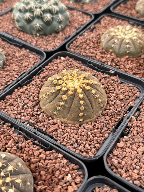 Gymnocalycium pseudoragonesei
