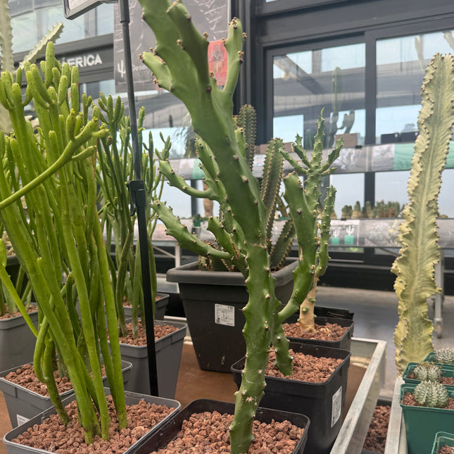 Euphorbia mayumathanii