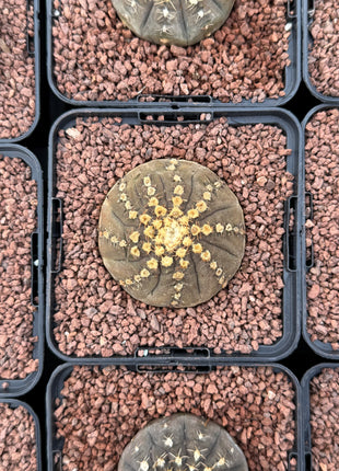 Gymnocalycium pseudoragonesei