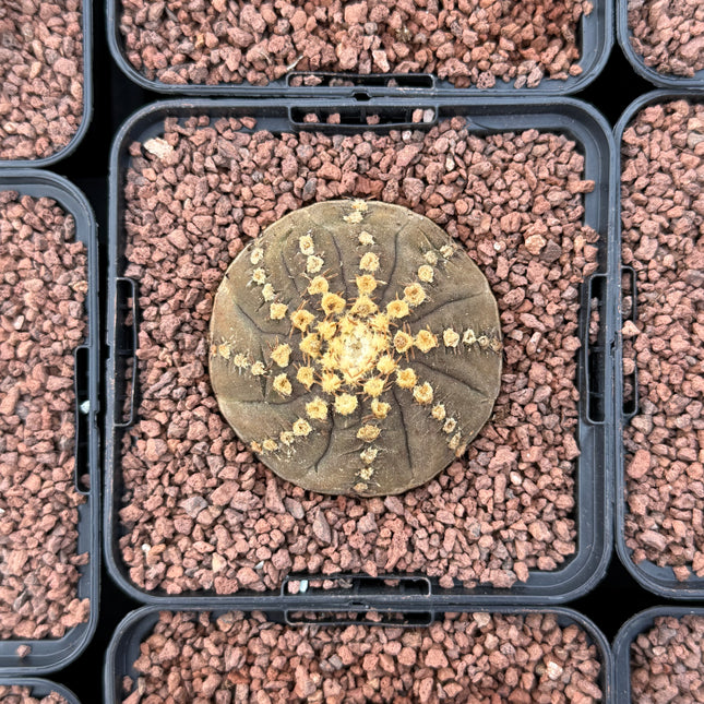 Gymnocalycium pseudoragonesei