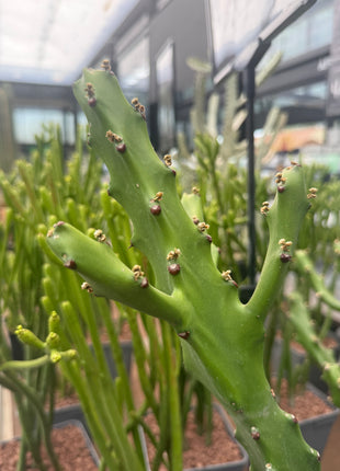 Euphorbia mayumathanii