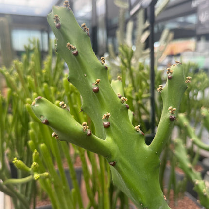 Euphorbia mayumathanii