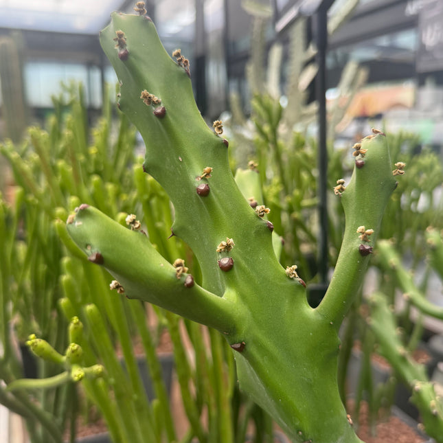 Euphorbia mayumathanii