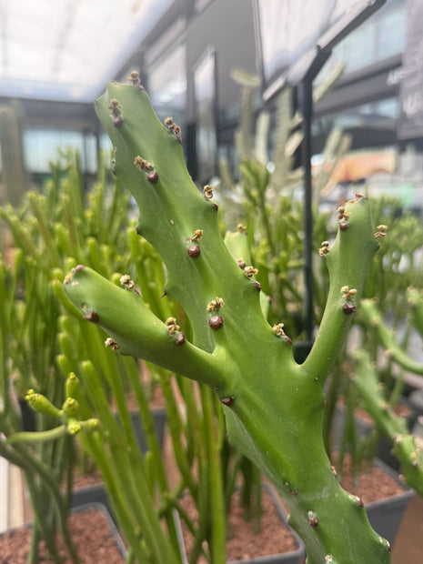 Euphorbia mayumathanii