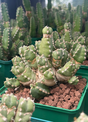 Euphorbia makallensis
