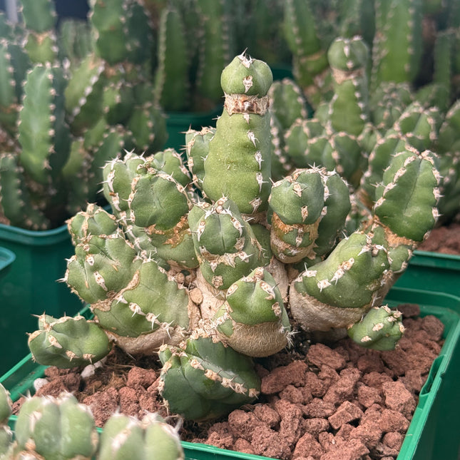 Euphorbia makallensis
