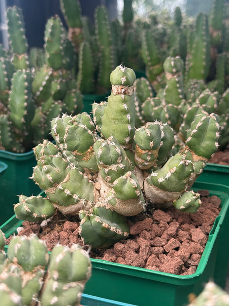 Euphorbia makallensis