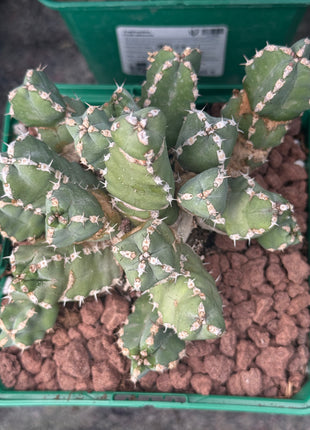 Euphorbia makallensis