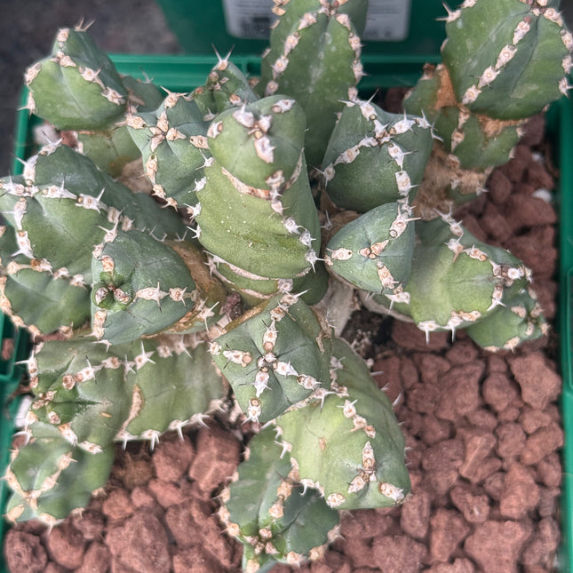 Euphorbia makallensis
