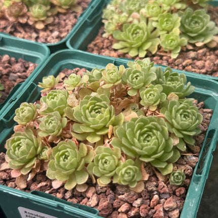 Rosularia platyphylla