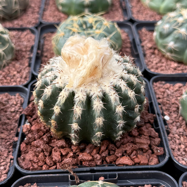 Discocactus horstii