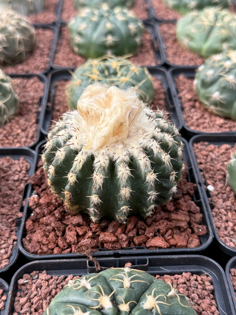 Discocactus horstii