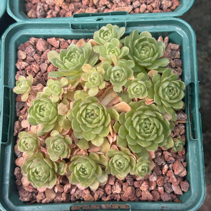 Rosularia platyphylla