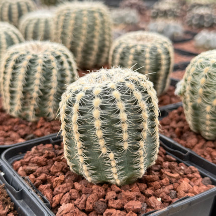 Gymnocalycium bruchii