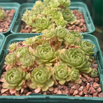 Rosularia platyphylla