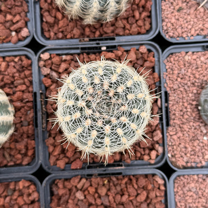 Gymnocalycium bruchii
