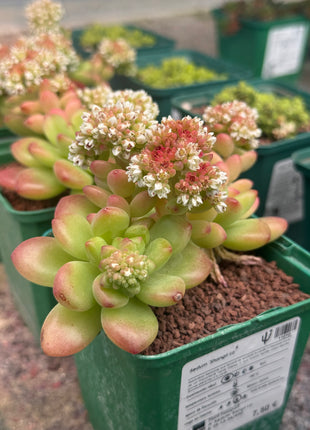 Sedum ‘Shangri La’