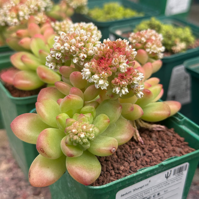 Sedum ‘Shangri La’