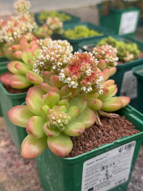 Sedum ‘Shangri La’