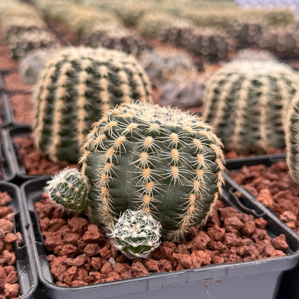 Gymnocalycium bruchii