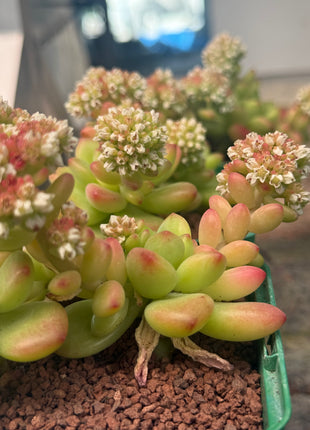 Sedum ‘Shangri La’