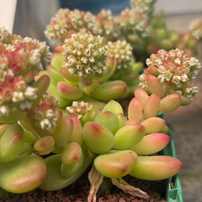 Sedum ‘Shangri La’
